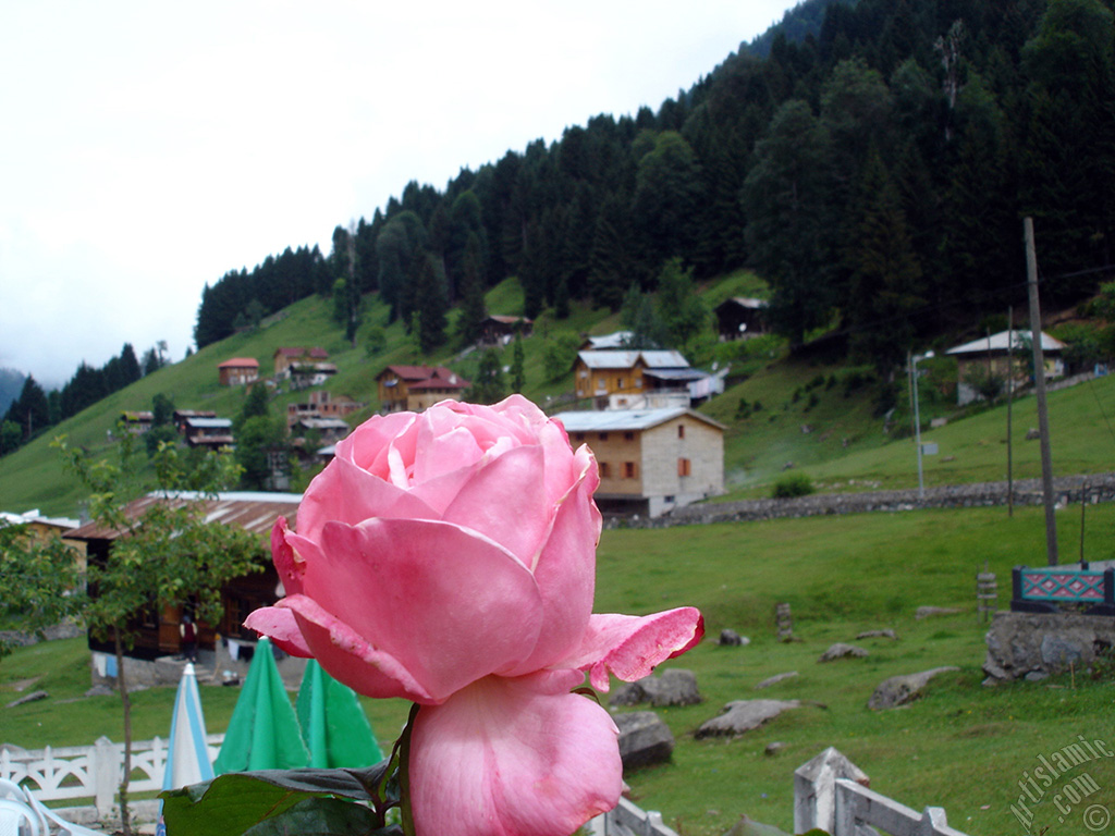 Pink rose photo.

