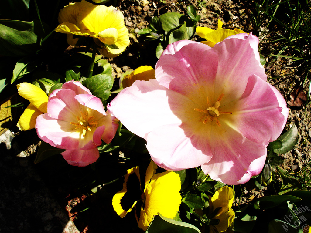Pink color Turkish-Ottoman Tulip photo.
