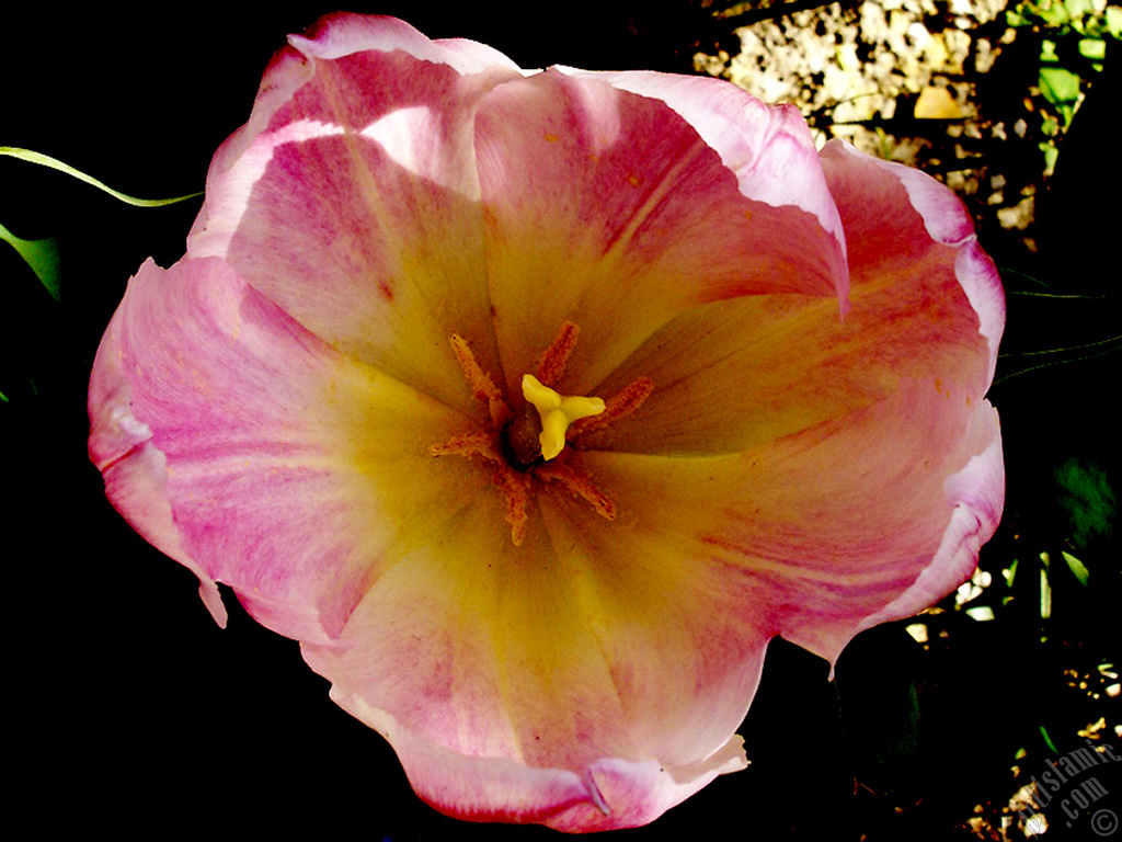 Pink color Turkish-Ottoman Tulip photo.
