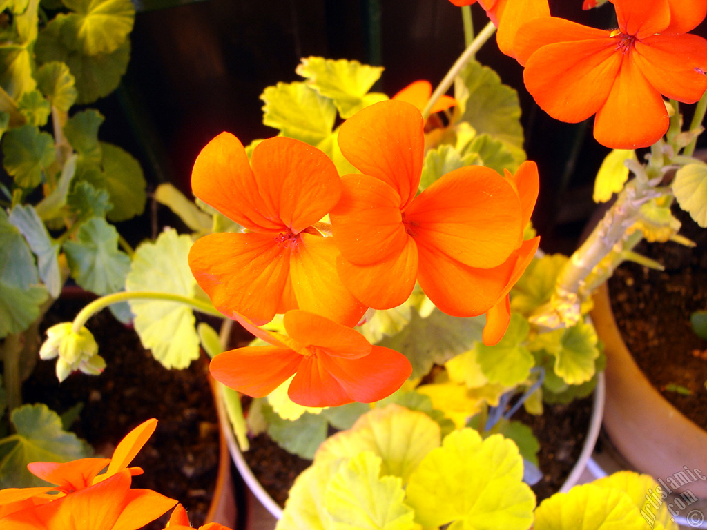Red Colored Pelargonia -Geranium- flower.
