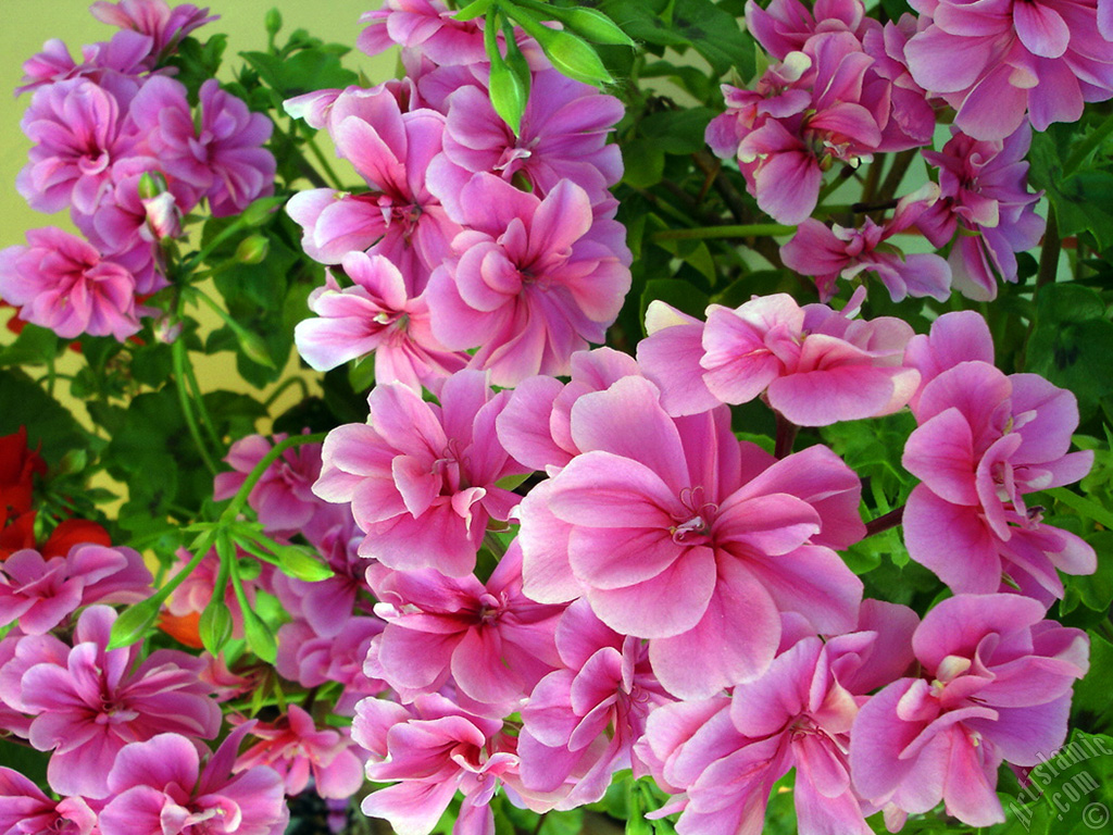 Pink Colored Pelargonia -Geranium- flower.

