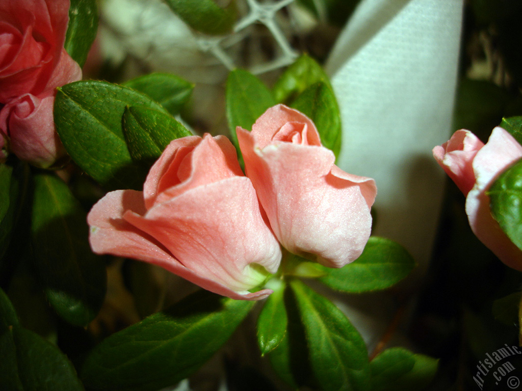 Pink color Azalea -Rhododendron- flower.
