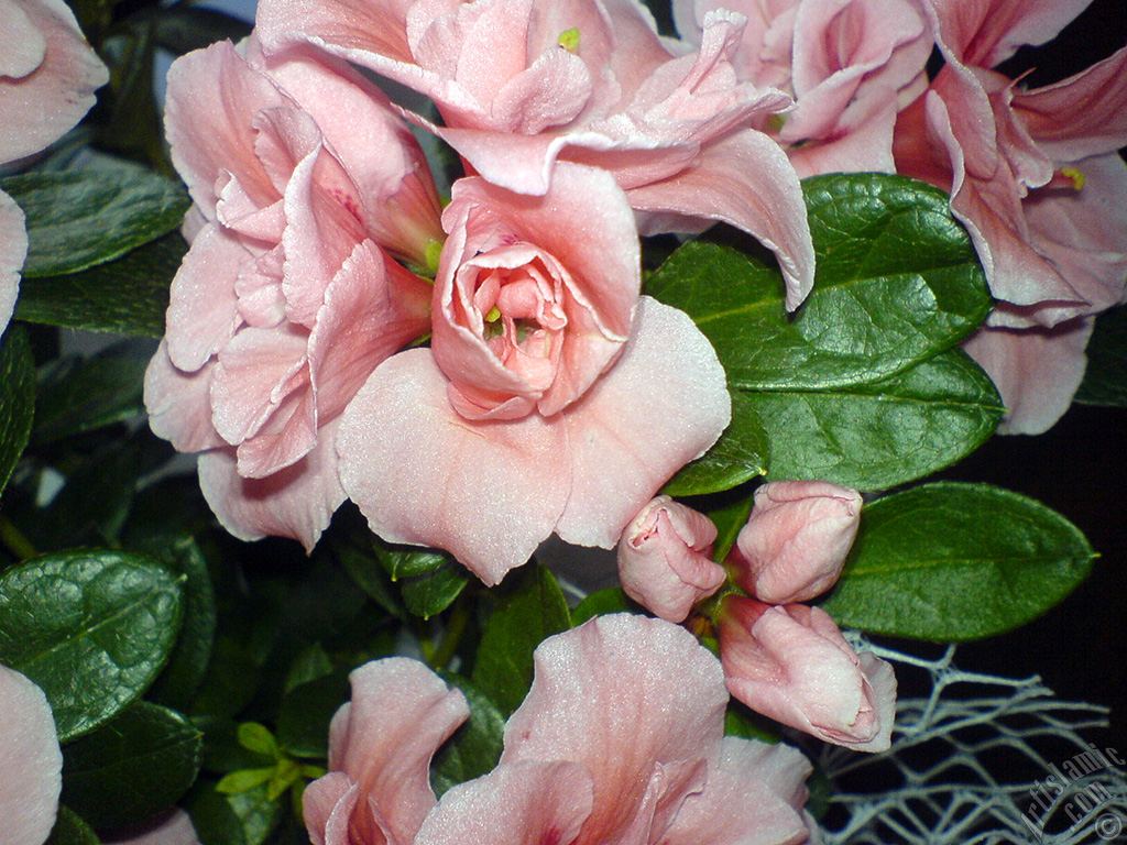 Pink color Azalea -Rhododendron- flower.
