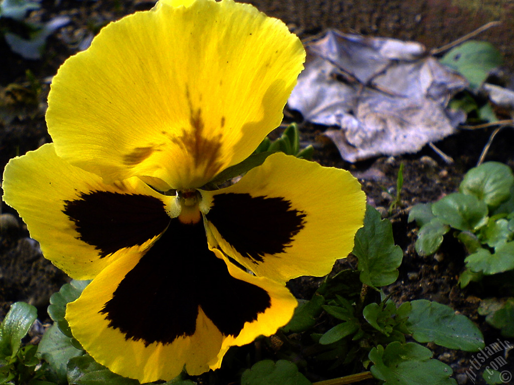 Yellow color Viola Tricolor -Heartsease, Pansy, Multicoloured Violet, Johnny Jump Up- flower.

