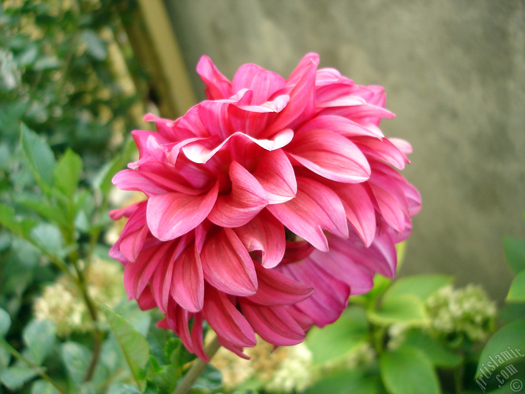 Dahlia flower.
