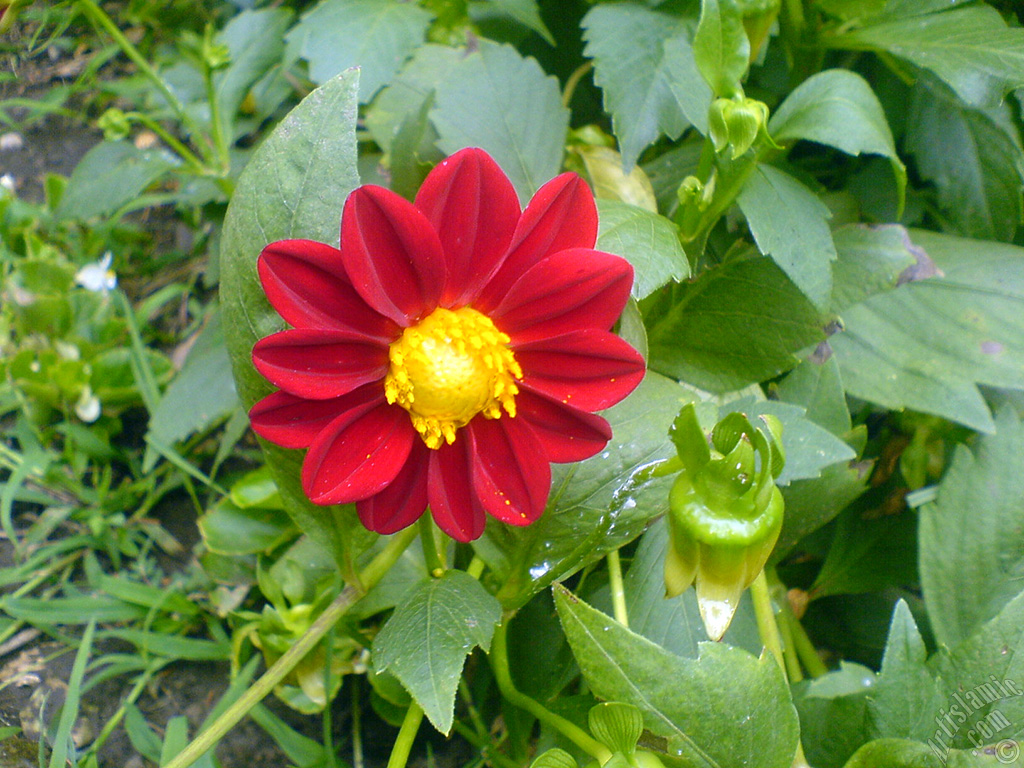 Dahlia flower.
