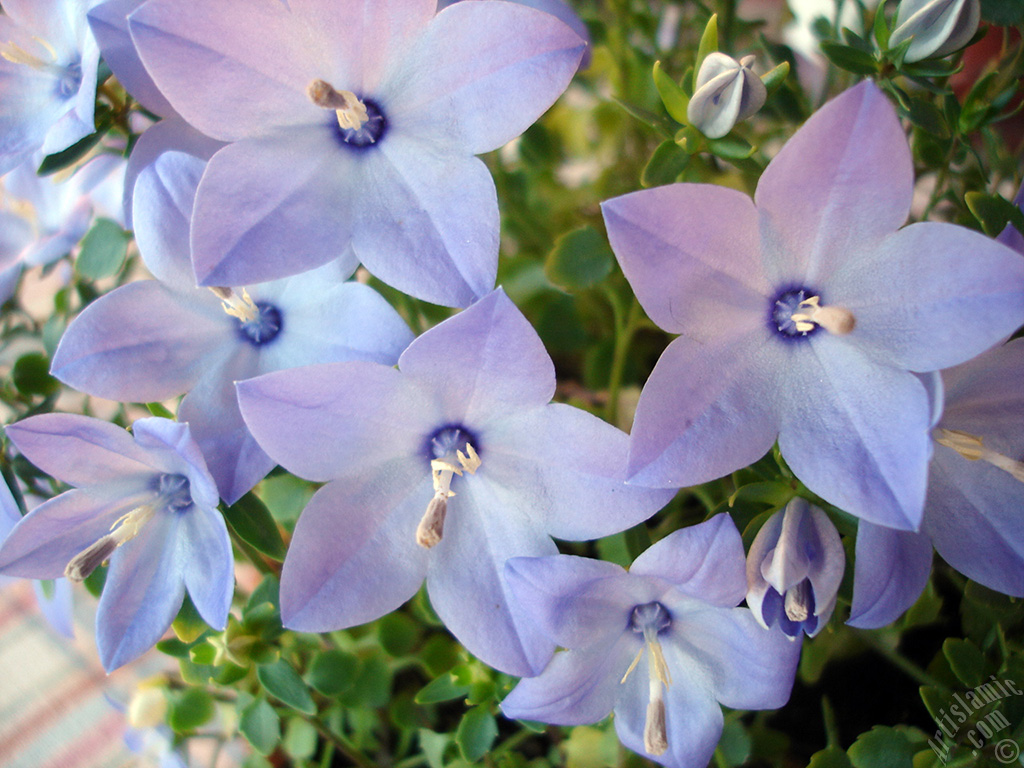 Balloon Flower -Chinese Bellflower-.

