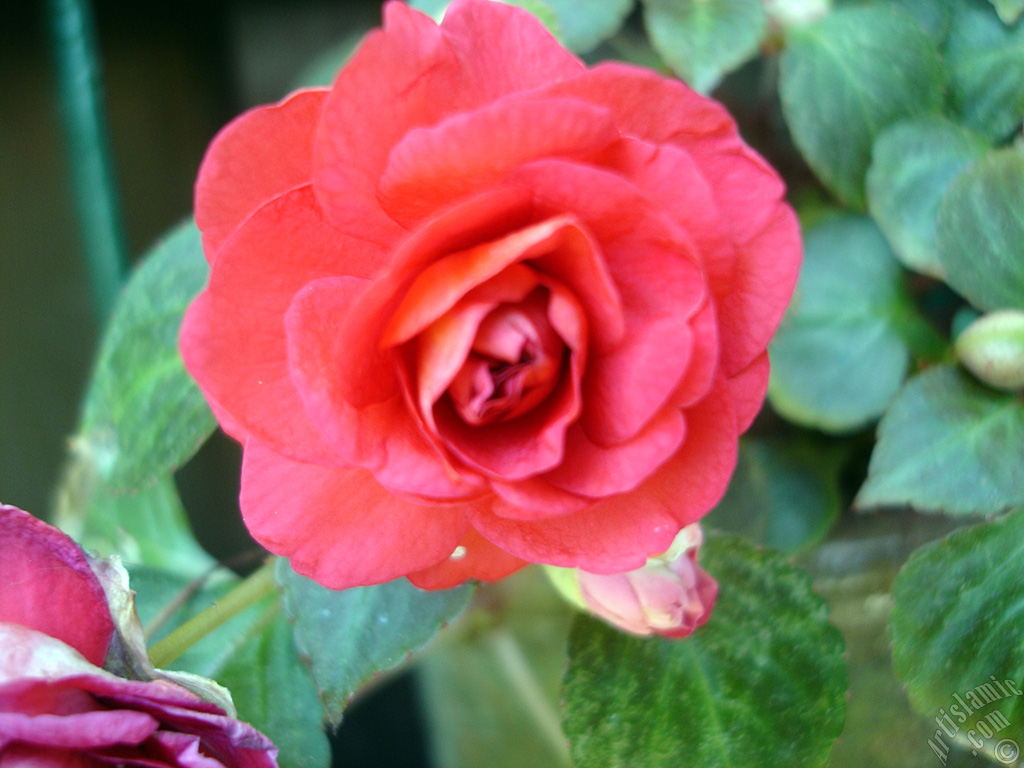 Red color Begonia Elatior flower.

