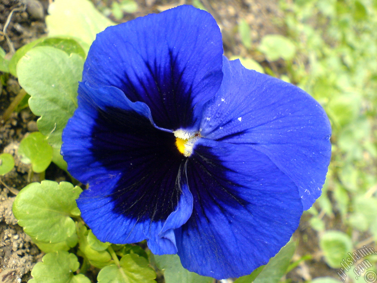 Dark blue color Viola Tricolor -Heartsease, Pansy, Multicoloured Violet, Johnny Jump Up- flower.
