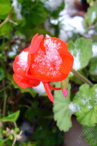 A mobile wallpaper and MMS picture for Apple iPhone 7s, 6s, 5s, 4s, Plus, iPods, iPads, New iPads, Samsung Galaxy S Series and Notes, Sony Ericsson Xperia, LG Mobile Phones, Tablets and Devices: Red Colored Pelargonia -Geranium- flower.
