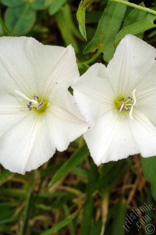 A mobile wallpaper and MMS picture for Apple iPhone 7s, 6s, 5s, 4s, Plus, iPods, iPads, New iPads, Samsung Galaxy S Series and Notes, Sony Ericsson Xperia, LG Mobile Phones, Tablets and Devices: White Morning Glory flower.
